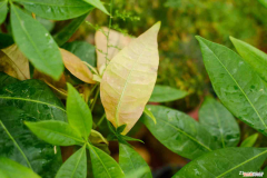 发财树小苗好养活吗，发财树小苗多少钱一棵，怎么种植方法？