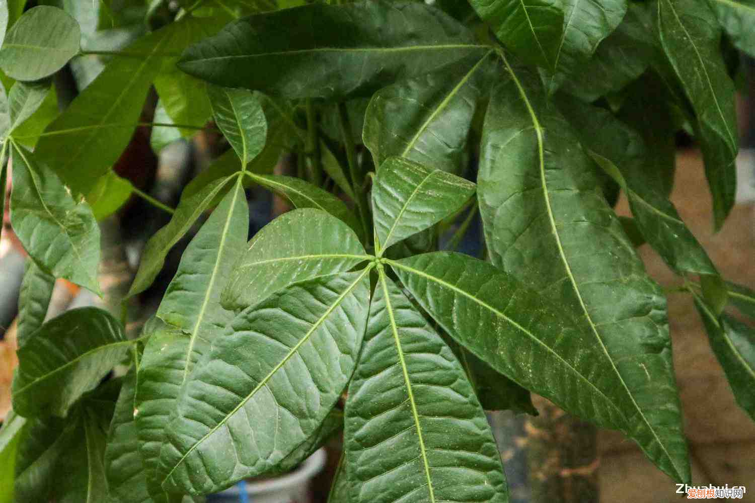 发财树小苗好养活吗,发财树小苗多少钱一棵,怎么种植方法?