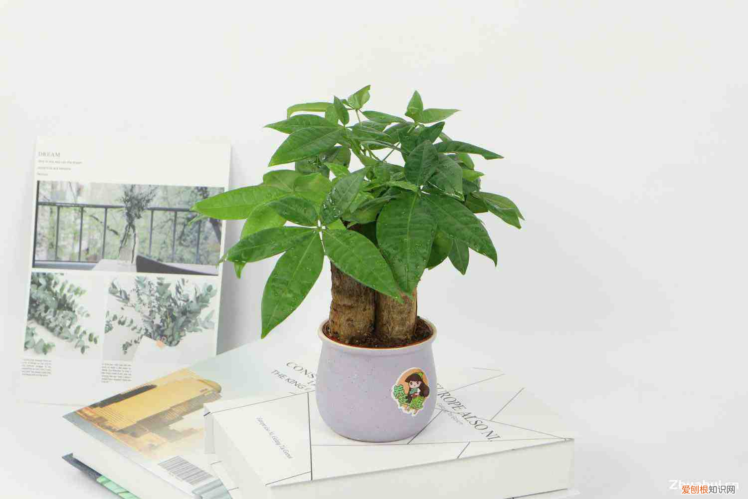 发财树小苗好养活吗,发财树小苗多少钱一棵,怎么种植方法?