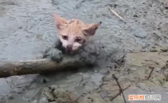 猫为什么在猫砂里躺着睡觉 ，猫为什么在猫砂里躺着不动？