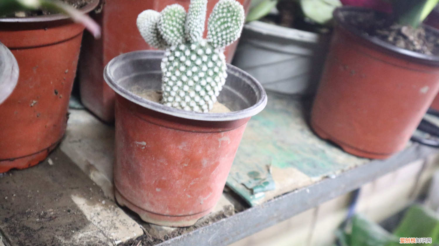 仙人掌的主要作用有哪些，仙人掌的介绍，仙人掌的作用？