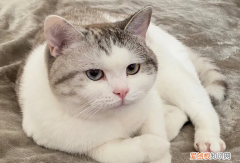 猫咪为什么喜欢劈腿呢 ，猫咪为什么喜欢劈腿呢视频？