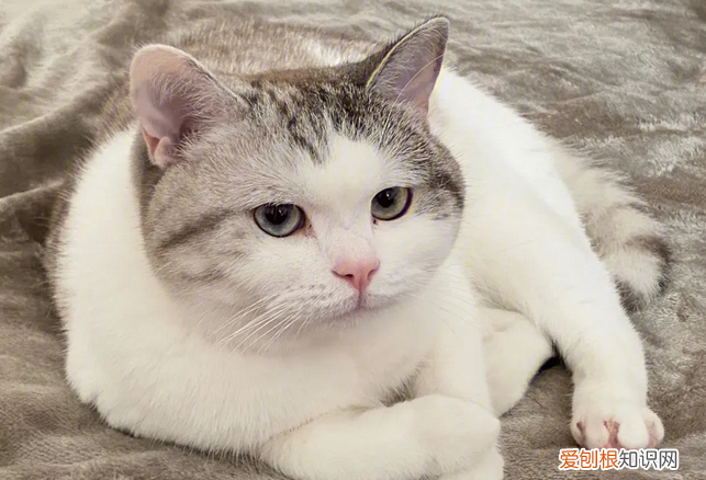 猫咪为什么喜欢劈腿呢 ，猫咪为什么喜欢劈腿呢视频？