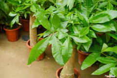 发财树要多晒太阳吗冬天，发财树要晒太阳吗，怎么晒太阳？