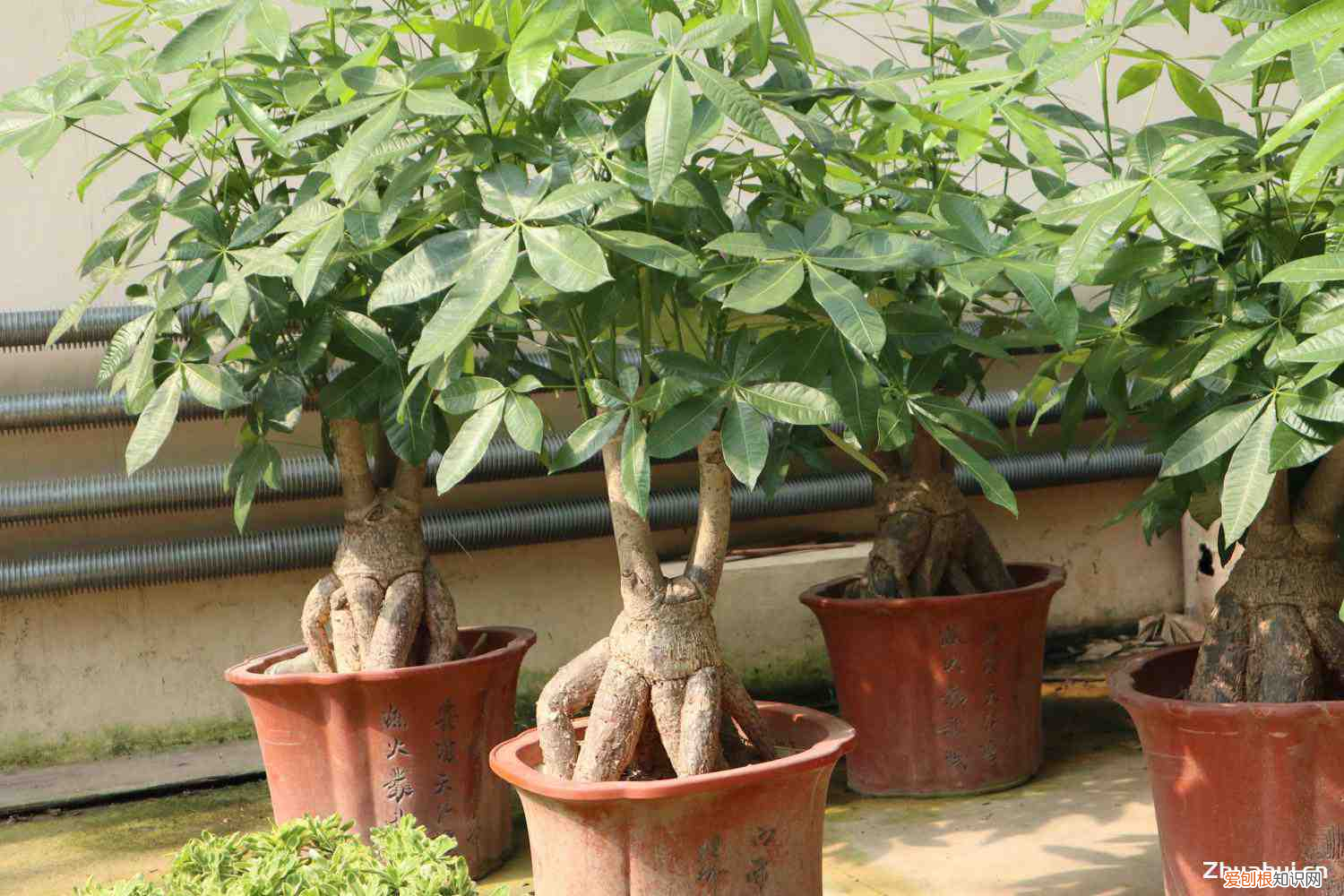 发财树要多晒太阳吗冬天,发财树要晒太阳吗,怎么晒太阳?