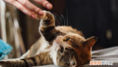 为什么猫咪会突然到处跑 ，猫为什么突然喜欢陌生人？