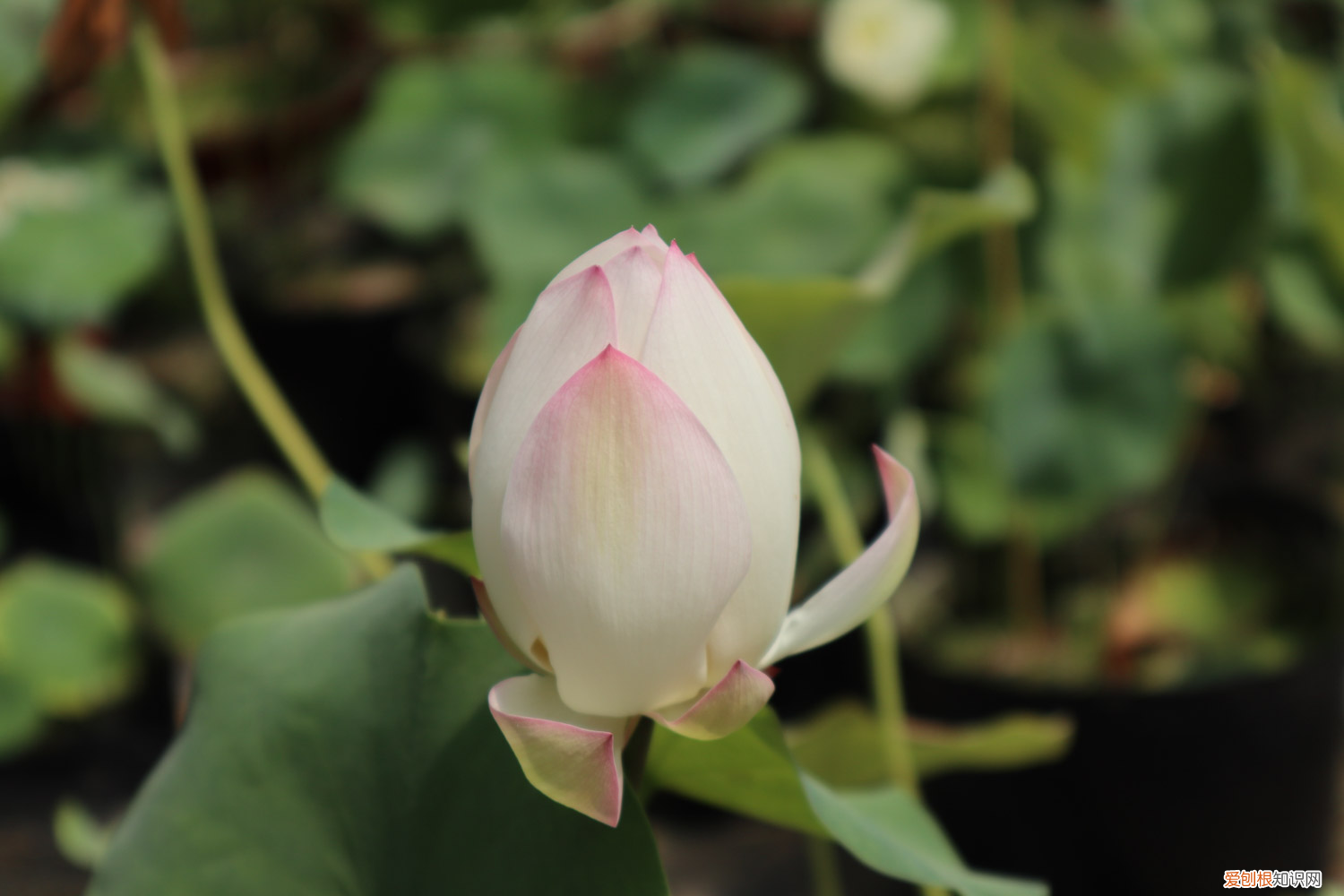 净土莲花有什么作用，莲花简介，莲花有毒吗？