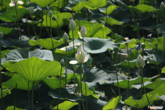 净土莲花有什么作用，莲花简介，莲花有毒吗？