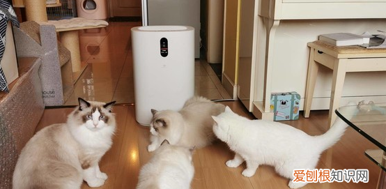 家里怎么养猫才干净 ,在家养猫咪注意事项?