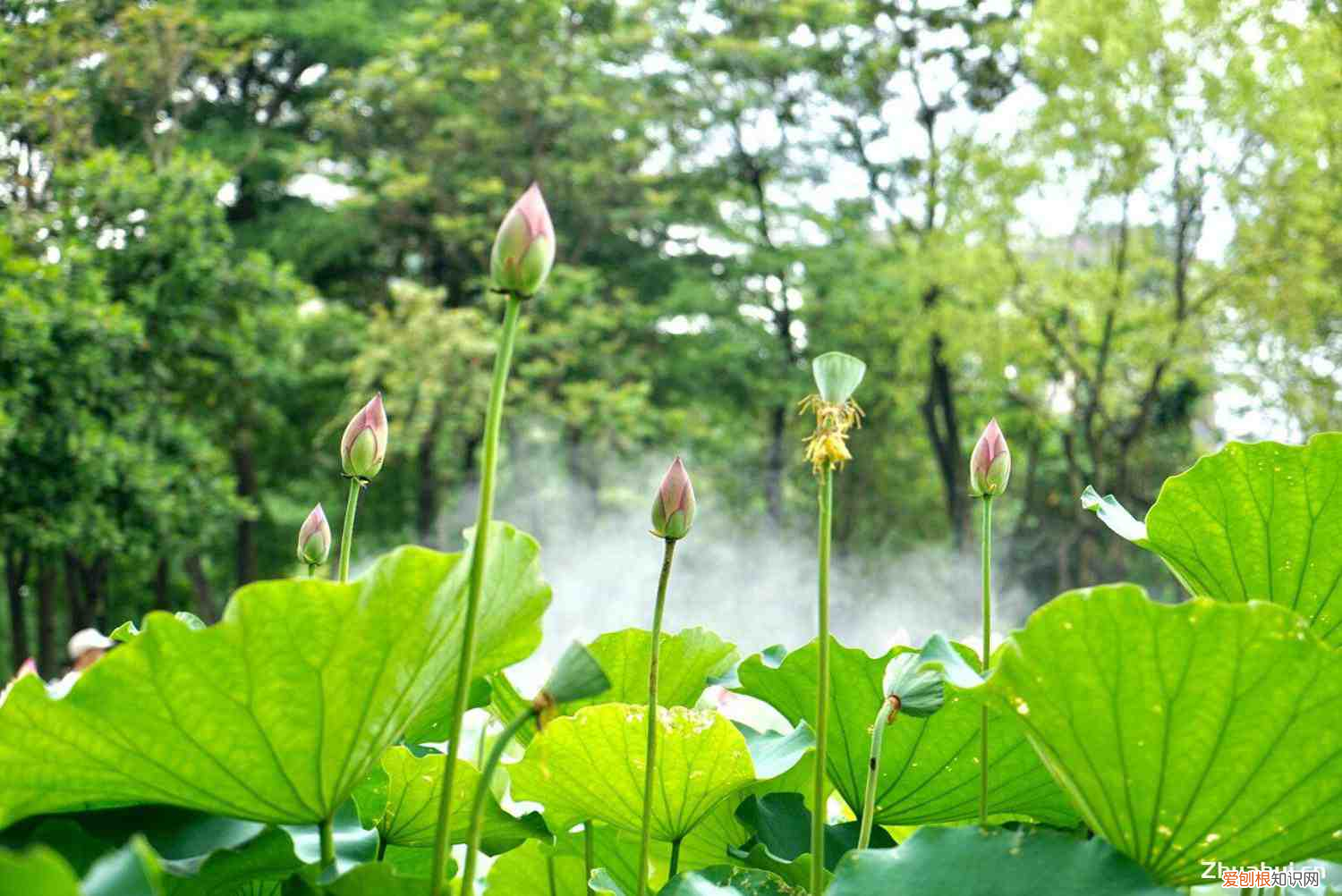 莲花的品种有哪些品种名称，莲花有什么品种，莲花品种简介？