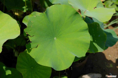 莲花的品种有哪些品种名称，莲花有什么品种，莲花品种简介？