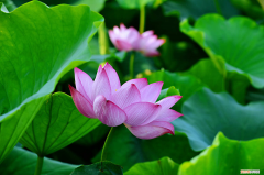 莲花繁殖方式,莲花能自己在家繁殖吗视频，莲花繁殖方式，莲花能自己在家繁殖吗？