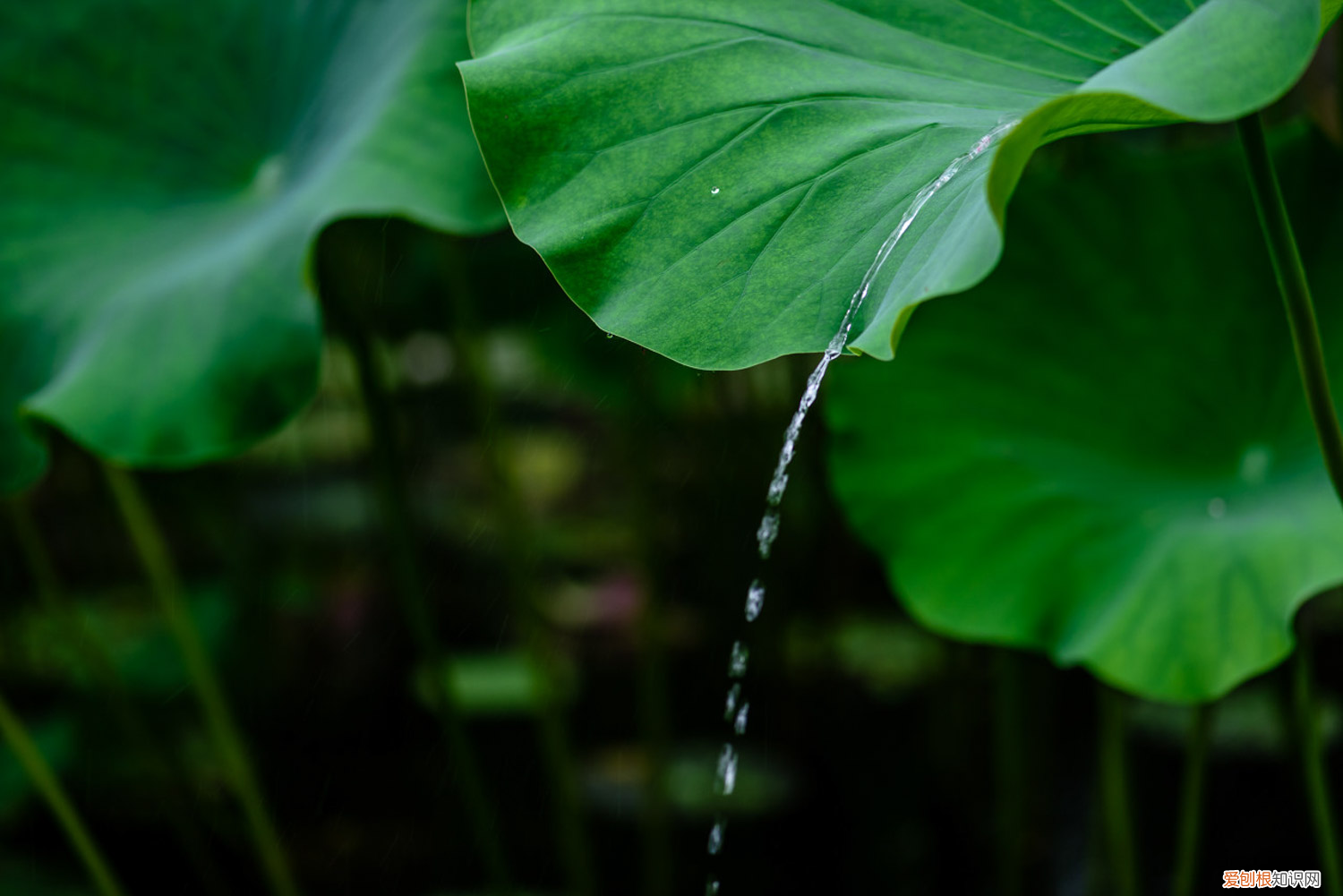 莲花繁殖方式,莲花能自己在家繁殖吗视频，莲花繁殖方式，莲花能自己在家繁殖吗？
