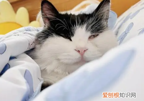 猫咪为啥喜欢钻被窝 ,猫为什么喜欢钻到被子里面?
