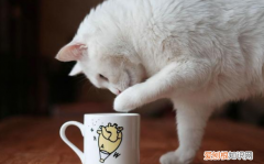 猫咪为什么蹭着蹭着就咬人了 ，为什么猫咪蹭着蹭着突然咬你？