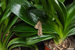 君子兰施肥用什么肥料最好，君子兰施肥用什么肥料，是怎么繁殖的？