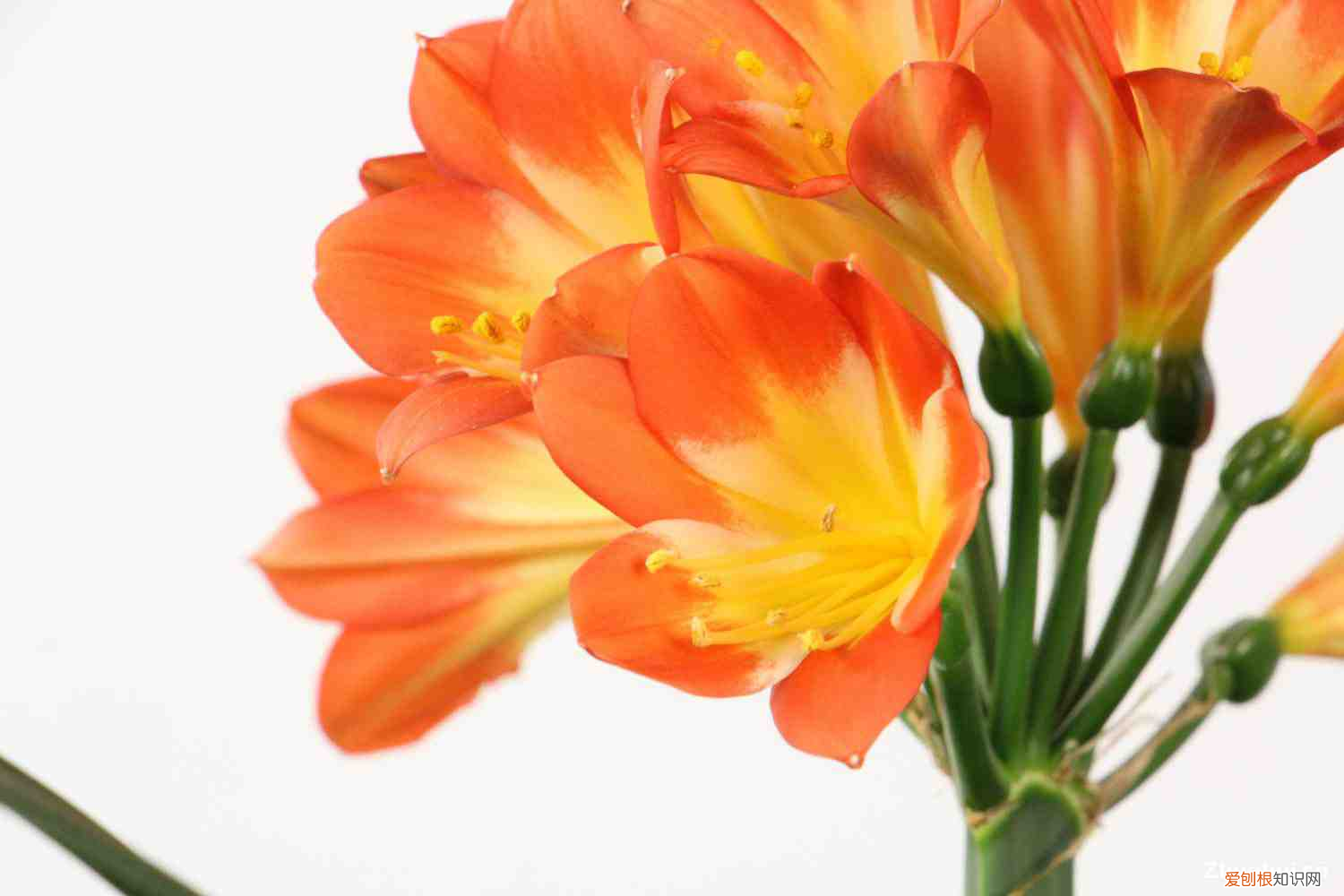 君子兰施肥用什么肥料最好，君子兰施肥用什么肥料，是怎么繁殖的？