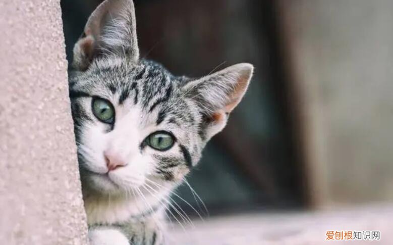 为什么猫咪害怕纸贴在脚上 ，猫为什么怕贴纸条？