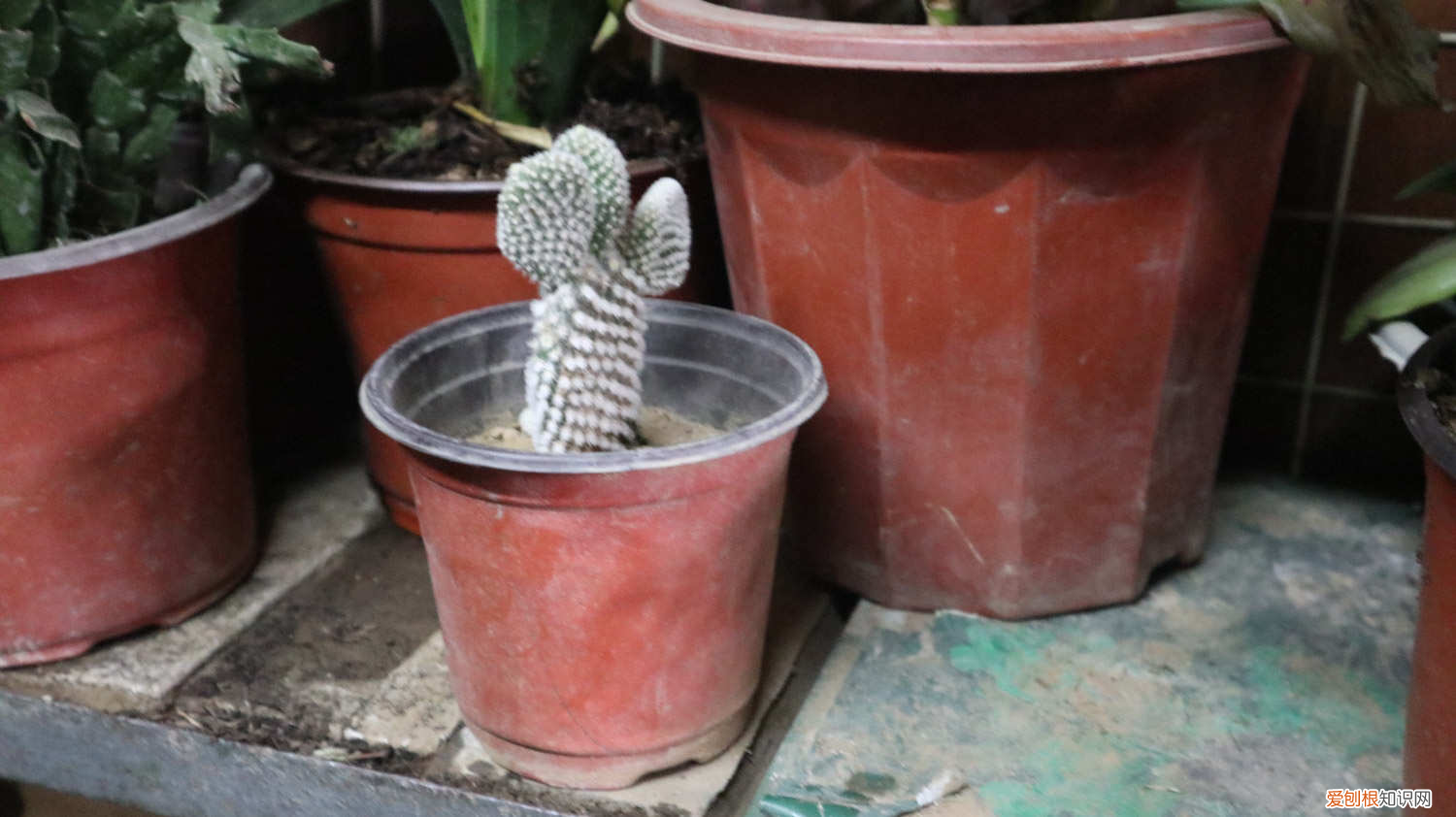 仙人掌的资料和图片，仙人掌的资料，仙人掌图片？