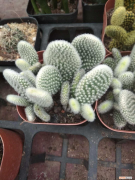 仙人掌的资料和图片，仙人掌的资料，仙人掌图片？