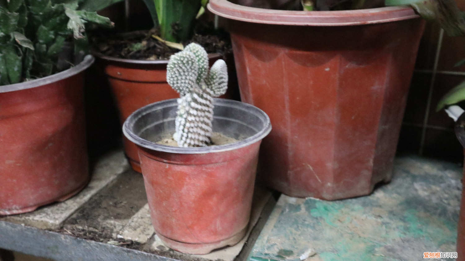 仙人掌的资料和图片，仙人掌的资料，仙人掌图片？