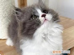 猫咪为什么喜欢布娃娃 ，猫咪为什么喜欢婴儿？