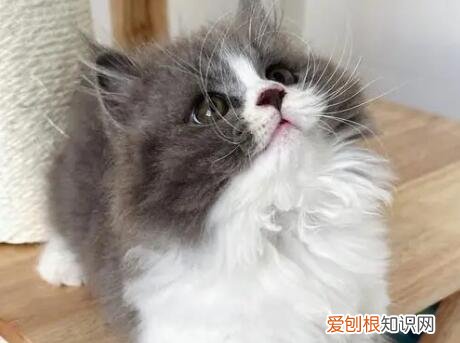 猫咪为什么喜欢布娃娃 ，猫咪为什么喜欢婴儿？