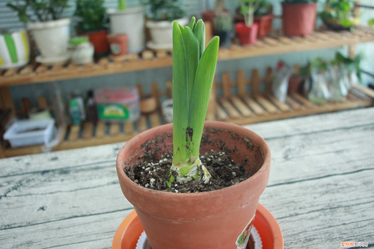 风信子的科普知识，风信子的介绍，风信子有毒吗？