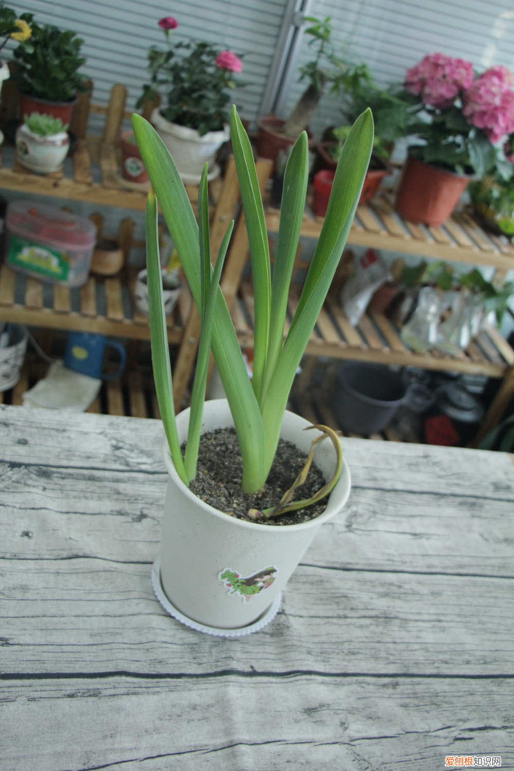 风信子的科普知识，风信子的介绍，风信子有毒吗？