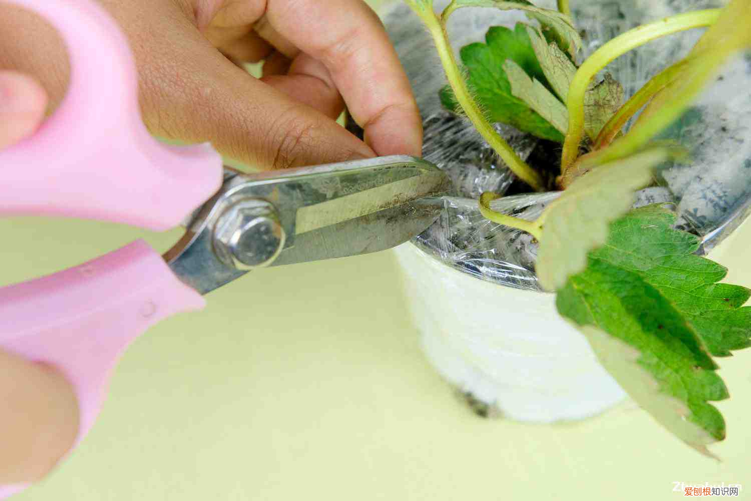 草莓是什么怎么种的，草莓是什么，怎么栽培？