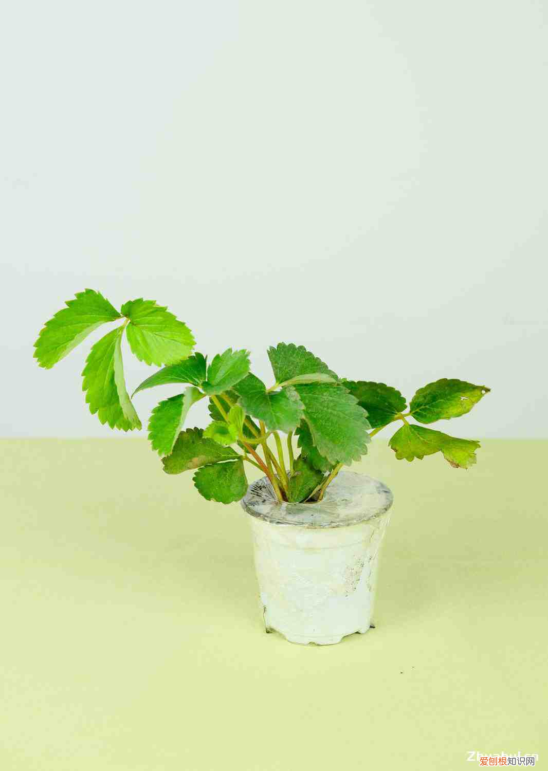 草莓是什么怎么种的，草莓是什么，怎么栽培？