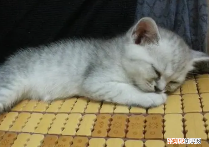 猫为什么要侧卧着睡 ，猫咪很喜欢侧躺？