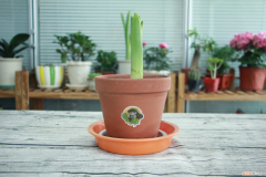 风信子开完花以后还能成活吗，风信子种植后当年能开花吗，风信子开花后还能活吗？