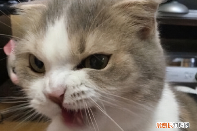 为什么会讨厌猫咪 ，为什么会讨厌猫咪的味道？