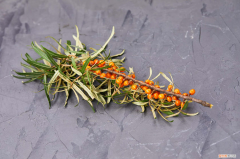 沙棘如何养，沙棘的养殖方法，沙棘怎么养？