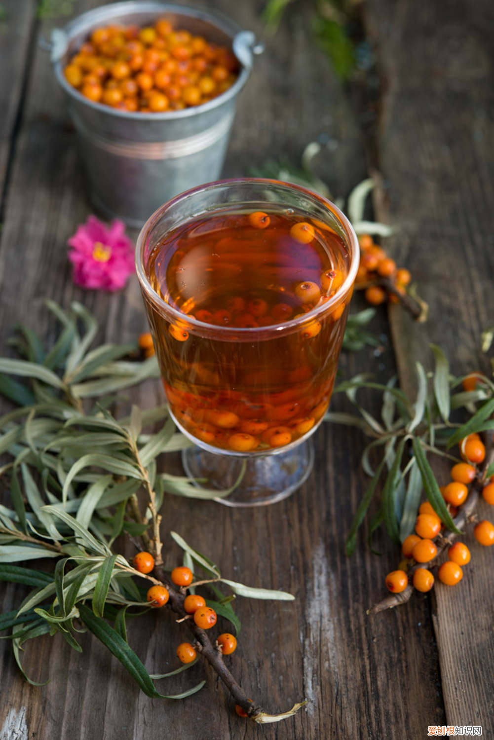 沙棘如何养，沙棘的养殖方法，沙棘怎么养？