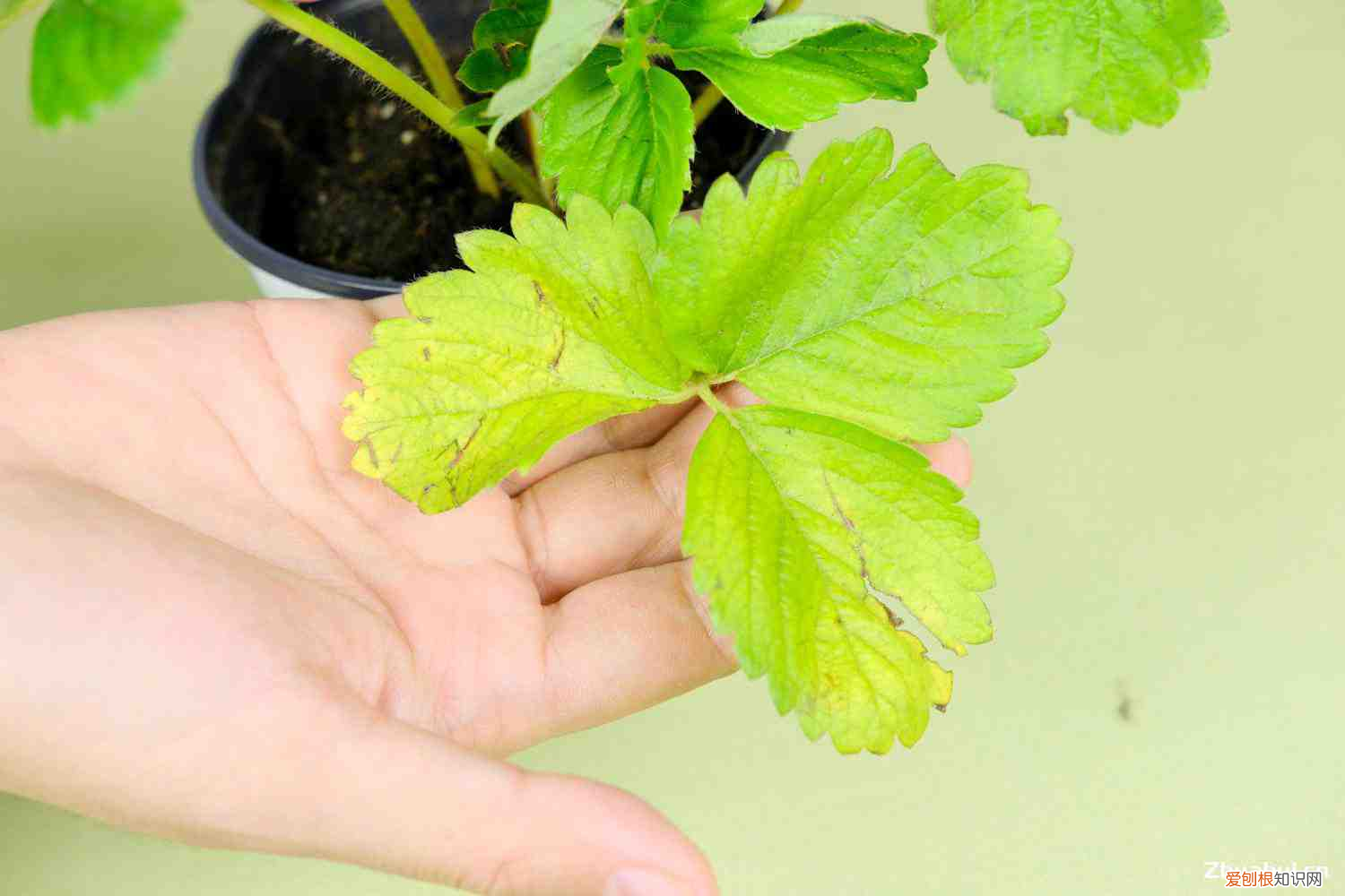 草莓什么时候有摘，草莓几月份成熟，草莓采摘季节？