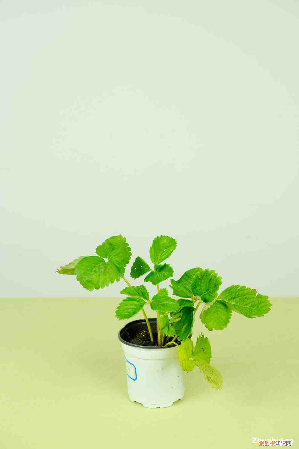 草莓什么时候有摘，草莓几月份成熟，草莓采摘季节？