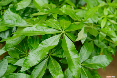 发财树酸性土壤还是碱性，发财树是酸性还是碱性，是室内养还是室外养？