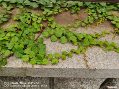 爬山虎栽植方式，种植爬山虎多大的盆，刚种的爬山虎怎么施肥？