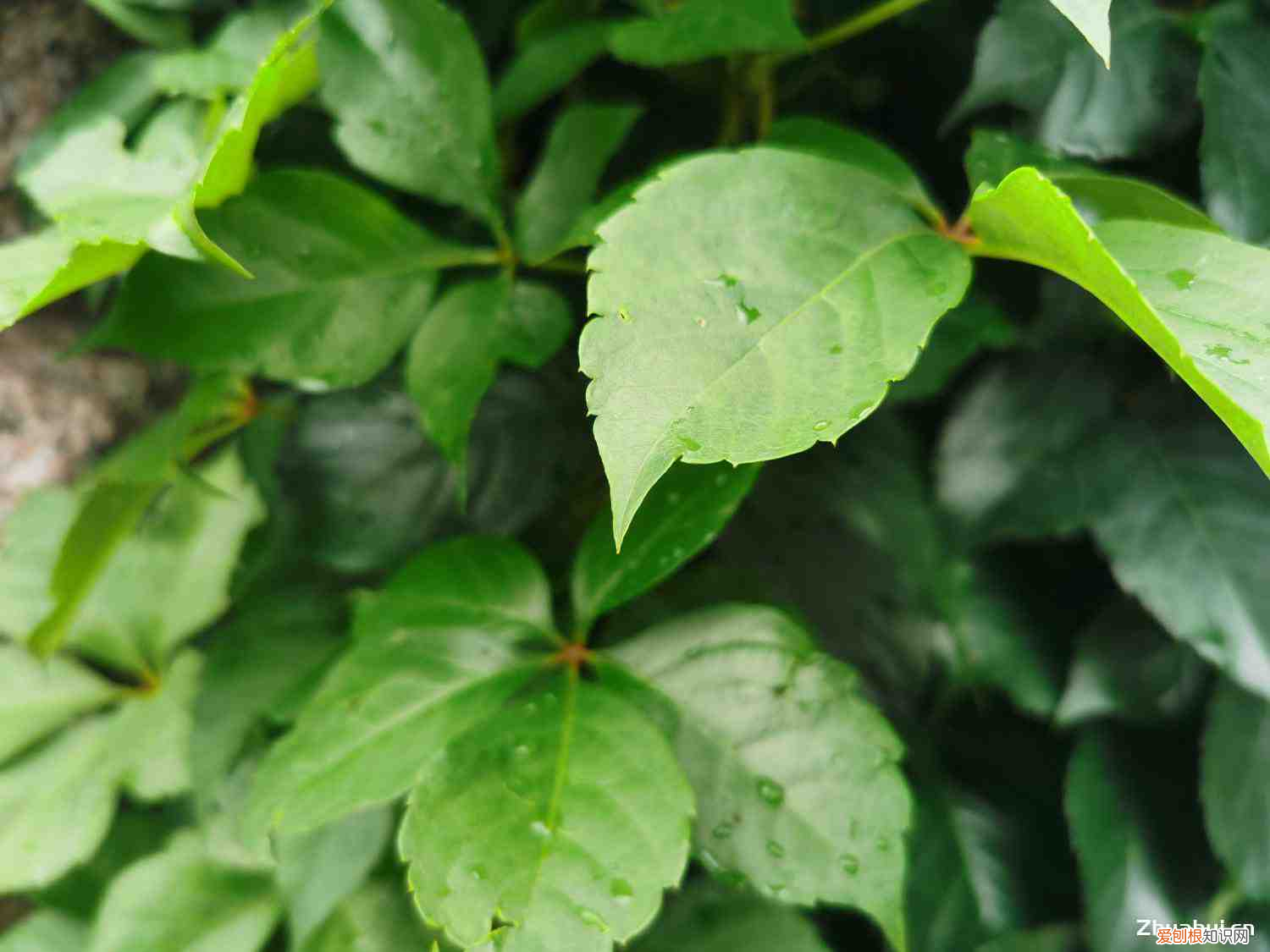 爬山虎栽植方式,种植爬山虎多大的盆,刚种的爬山虎怎么施肥?