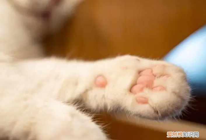 猫的爪子很冰是怎么了 ，猫猫的爪子凉凉的？