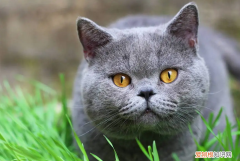 猫不会咬着吃 ，猫为什么不会咀嚼？