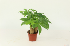 发财树肥加多了黄叶怎么办，发财树施肥时间，施肥过多怎么办？