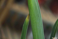 风信子的种子是什么，风信子繁殖方法有哪些，风信子好繁殖吗？