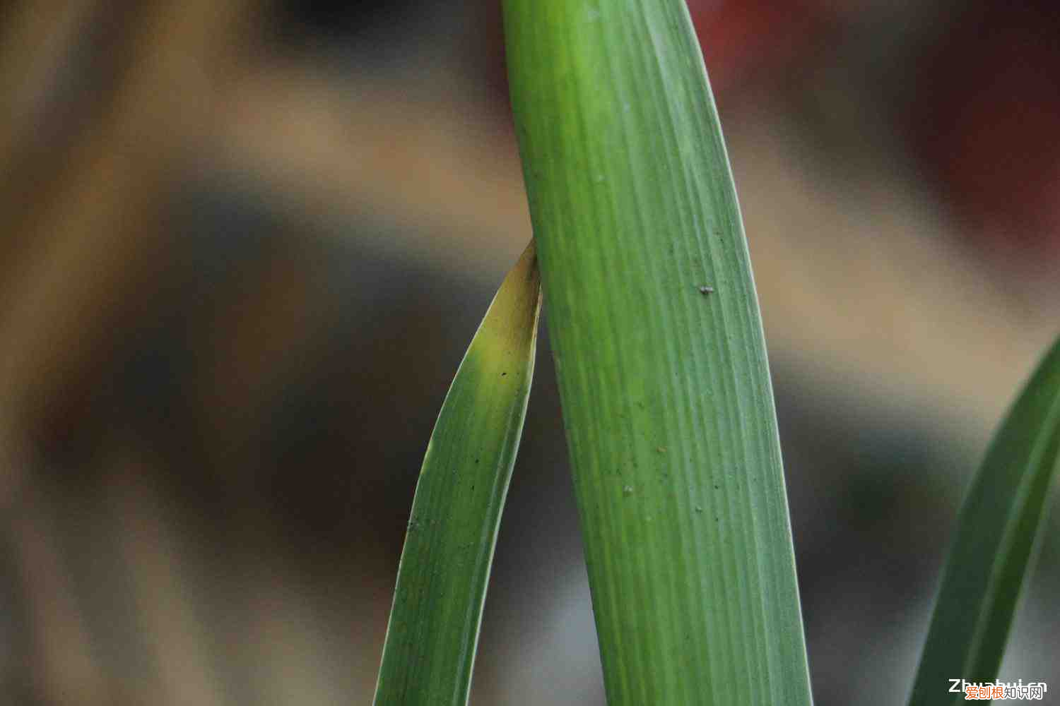 风信子的种子是什么，风信子繁殖方法有哪些，风信子好繁殖吗？