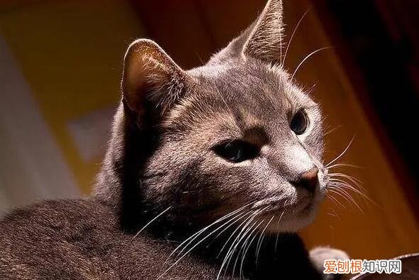 为什么猫的胡子会变黑 ，猫猫为什么会长胡子？