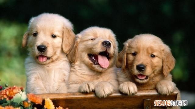 为什么狗狗要遛狗狗 ，为什么狗狗要遛狗一直叫？