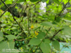 丁香花栽植技术，丁香花繁殖方法有哪些，丁香花好养吗？