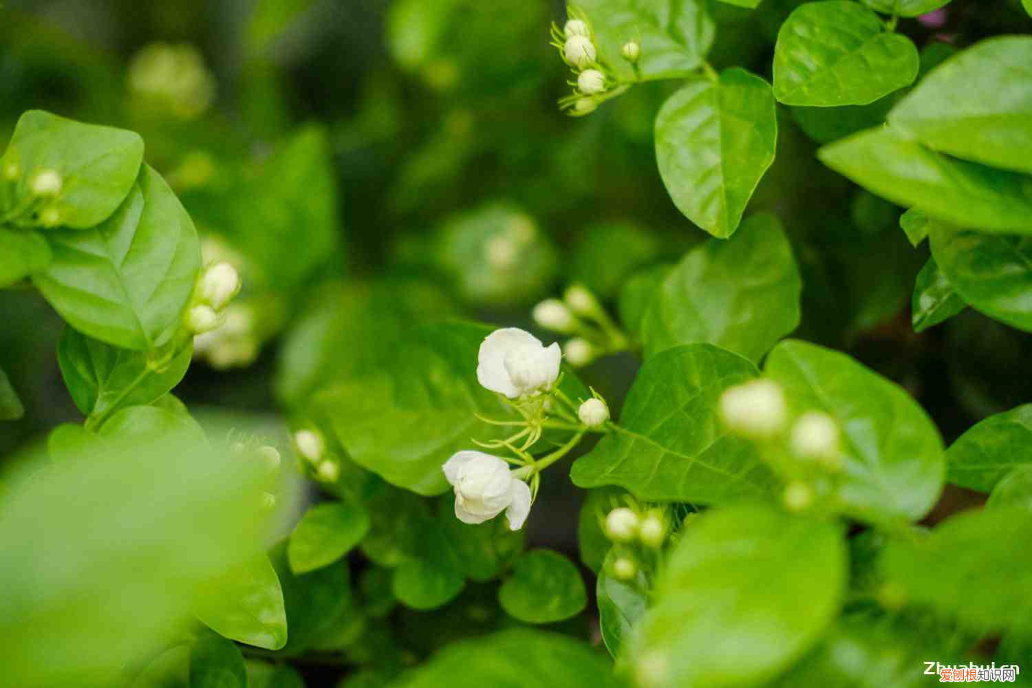茉莉花 秒懂百科，茉莉花资料，茉莉花图片？